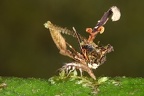 Chrysopidae