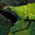 copiphora sp 001