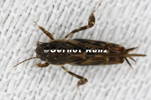 Tridactylidae  Grabschrecke 1 2v