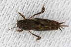 Tridactylidae  Grabschrecke 1 2v