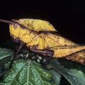 Image83f 1
