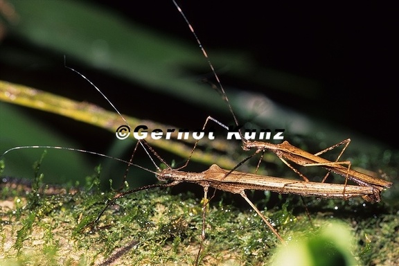 Pseudophasma unicolor K1