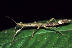 Rhynchacris ornata