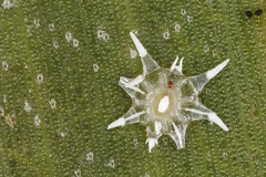 Vinsonia sp  cf  1 2v