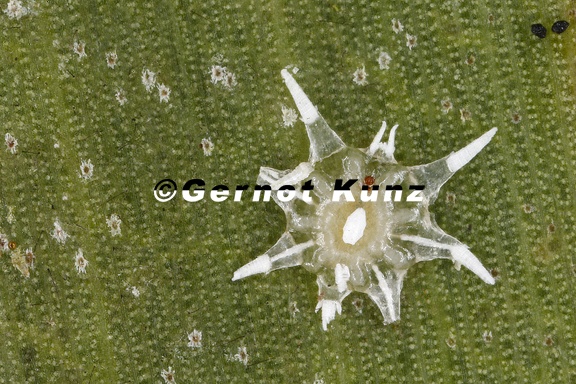 Vinsonia sp  cf  1 2v