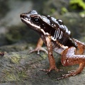 Allobates  Colostethus  talamancae  Talamanca rocket frog 1 2