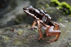 Allobates  Colostethus  talamancae  Talamanca rocket frog 1 2
