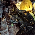 Incilius  Bufo melanochloris  Wet forest toad 5