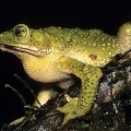 Incilius coniferus  Green climbing toad 11 1
