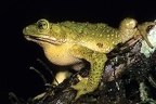 Incilius coniferus  Green climbing toad 11 1