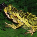 Incilius coniferus  Green climbing toad 7 1