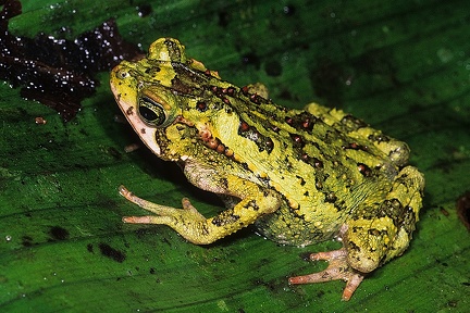 Incilius coniferus  Green climbing toad 7 1