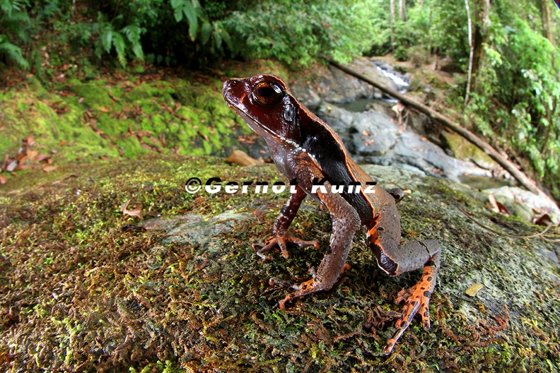 Rhaebo  Bufo  haematiticus  Smooth-skinned toad 2 3