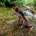 Rhaebo  Bufo  haematiticus  Smooth-skinned toad 2 3