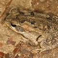 Rhinella  Bufo  marina  Marine toad  Giant toad  Aga-Kr  te 7 2