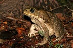 Rhinella marinus  Giant toad  Aga-Kr  te 2 2