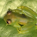 Centrolenidae  Glassfrog  indet  7 2