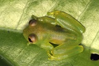 Centrolenidae  Glassfrog  indet  7 2