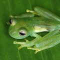 Espadarana  Centrolene  prosoplepon  Emerald Glass Frog 1 2
