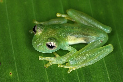 Espadarana  Centrolene  prosoplepon  Emerald Glass Frog 1 2