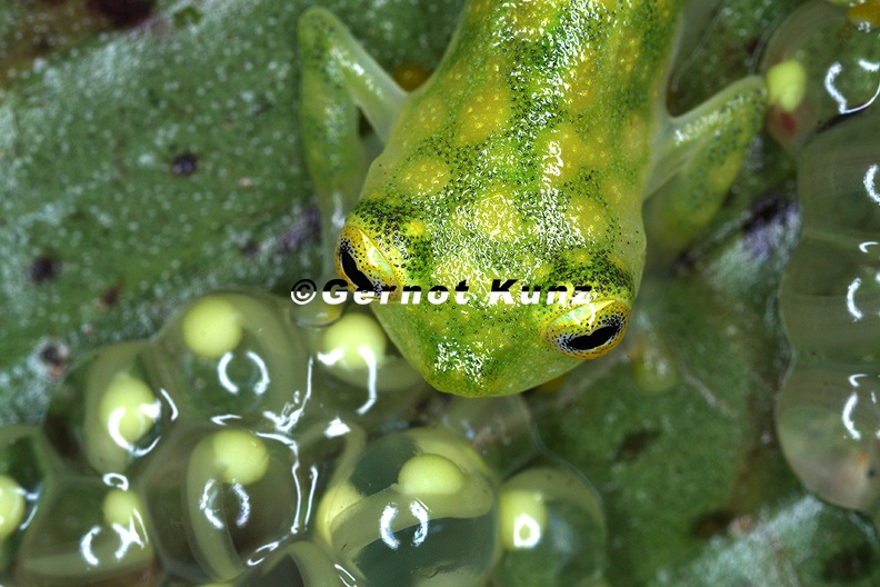 Hyalinobatrachium__valerioi__Reticulated_Glass_frog_1_2.jpg