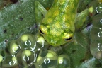 Hyalinobatrachium  valerioi  Reticulated Glass frog 1 2
