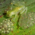 Hyalinobatrachium  valerioi  Reticulated Glass frog 2