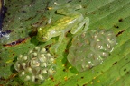 Hyalinobatrachium  valerioi  Reticulated Glass frog 2