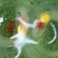 Hyalinobatrachium  valerioi  Reticulated Glass frog 3 2