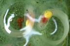 Hyalinobatrachium  valerioi  Reticulated Glass frog 3 2