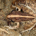 Craugastor  Eleutherodactylus  fitzingeri  Common Rain Frog 1 2