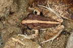 Craugastor  Eleutherodactylus  fitzingeri  Common Rain Frog 1 2