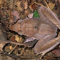 Craugastor  Eleutherodactylus  mimus  Mimic Rain Frog 1 1