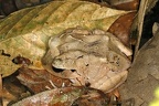 Craugastoridae  Rainfrog  indet  6 2