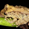 Craugastoridae  Rainfrogs  indet  1