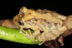 Craugastoridae  Rainfrogs  indet  1
