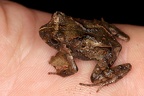 Craugastoridae  Rainfrogs  indet  2 1