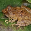 Craugastoridae  Rainfrogs  indet  3 2