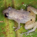Craugastoridae  Rainfrogs  indet  5 1
