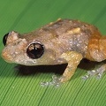 Craugastoridae  Rainfrogs  indet  6 2