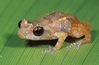 Craugastoridae  Rainfrogs  indet  6 2