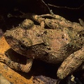 Craugastoridae  Rainfrogs  indet  9 1