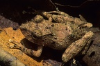 Craugastoridae  Rainfrogs  indet  9 1