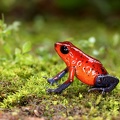 Oophaga  Dendrobates  pumilio  Strawberry poison-dart frog  Erdbeerfrosch 1 2