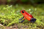 Oophaga  Dendrobates  pumilio  Strawberry poison-dart frog  Erdbeerfrosch 1 2
