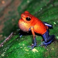 Oophaga  Dendrobates  pumilio  Strawberry poison-daret frog  Erdbeerfrosch 2 2