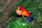 Oophaga  Dendrobates  pumilio  Strawberry poison-daret frog  Erdbeerfrosch 2 2