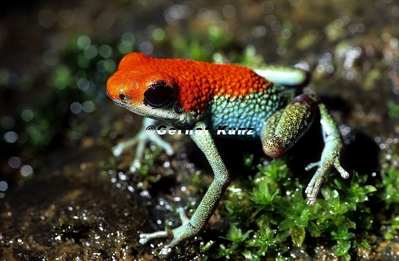 Oophaga granuliferus   Granular Poson Frog  Granulierter Pfeilgiftfrosch 3 2