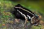 Phyllobates lugubris  Lovely Poison Frog 1 2