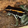 Phyllobates vittatus  Golfodulcean poison frog  Streifenblattsteiger 4 2